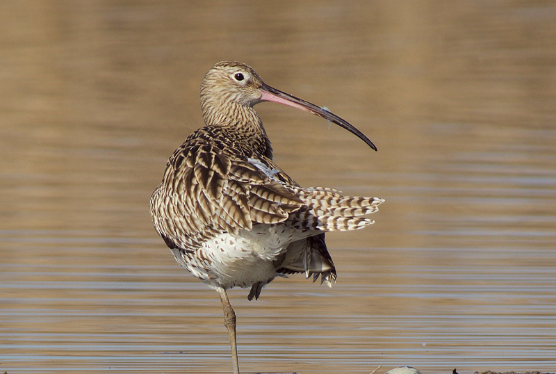chiurlo fauna migratoria