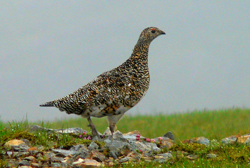 pernice bianca caccia stanziale