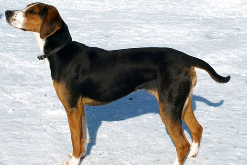 weimaraner razza da ferma cane da caccia germania