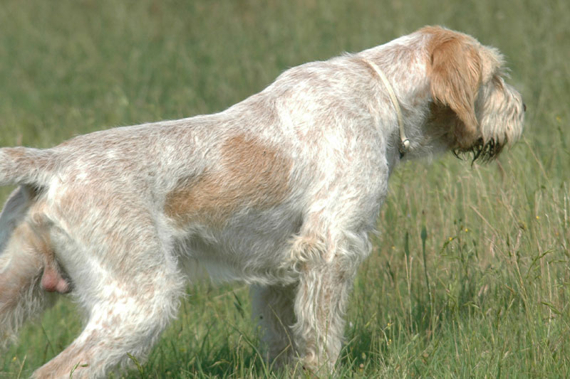 spinone italiano cane da ferma caccia